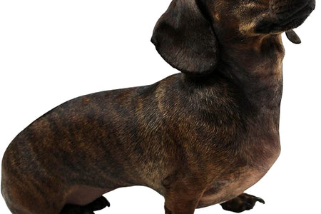 X-Small Dog Tennis Balls 1.5" Pack of 12- Puppy Mini Fetch Pet Little Tennis Balls -Yellow/Pink